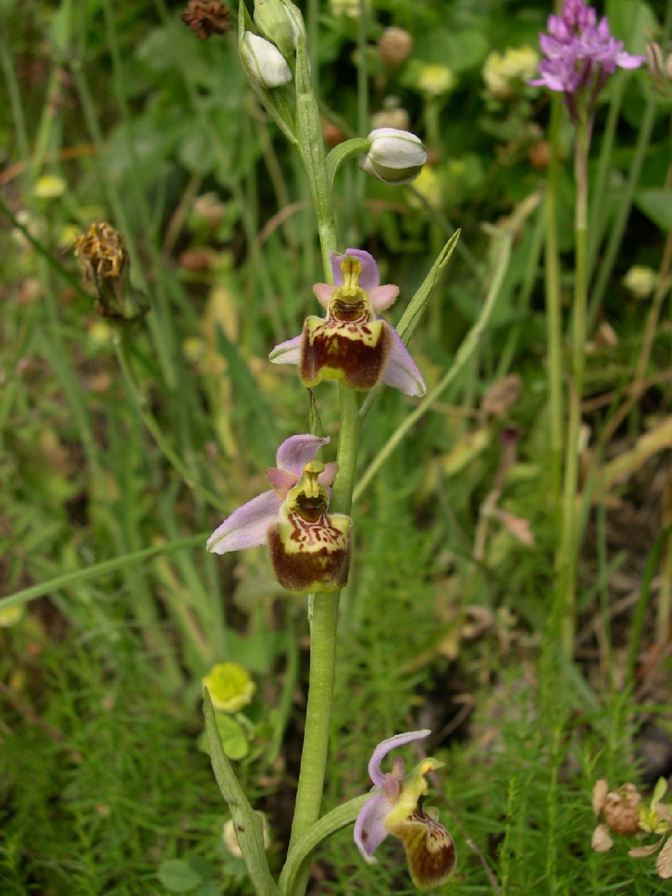 Ophrys fuciflora